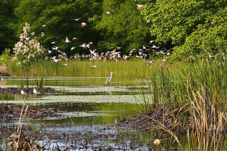 Ce parc le plus densément peuplé de France abrite le héron le plus rare d'Europe.jpg