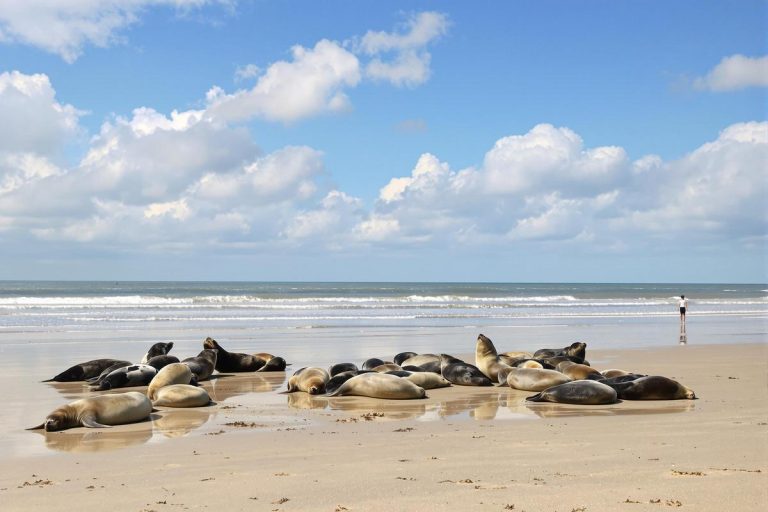 Cette plage de 10 km où des phoques se reposent à marée basse.jpg